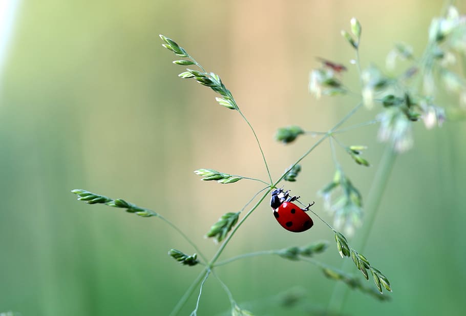 ladybug, asian, animal, wild, nature, macro, invertebrate, insect HD wallpaper