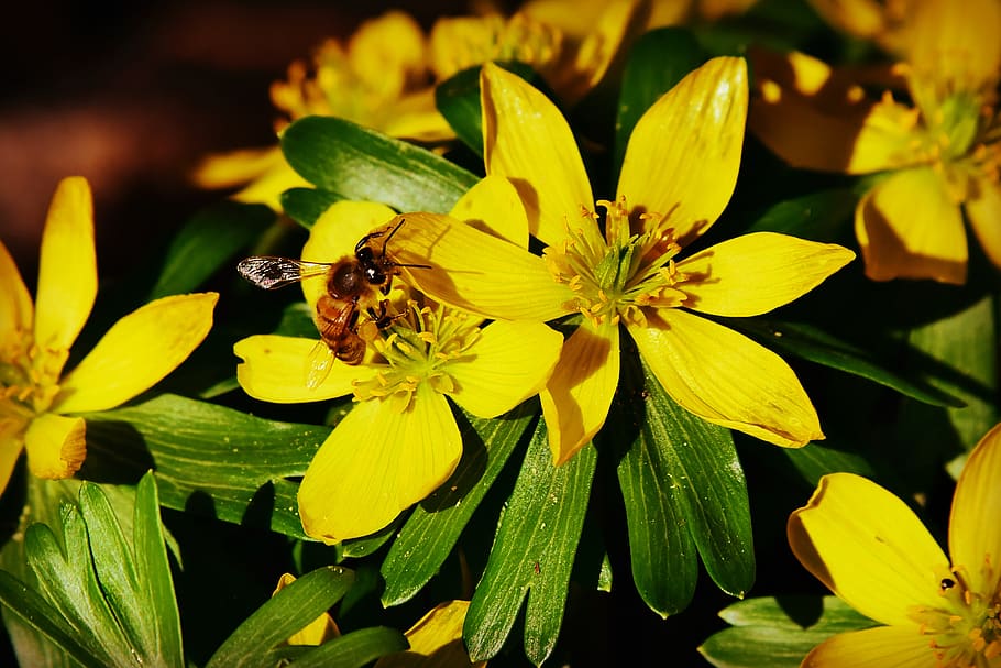 winter aconite, flower, plant, bee, pollination, feeding, pistil HD wallpaper