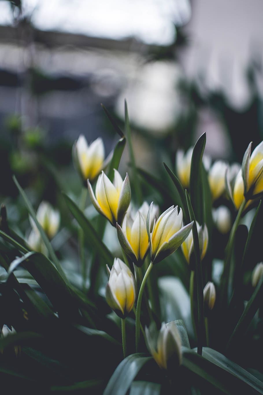 yellow flowers, plant, blossom, crocus, petal, anther, amaryllidaceae HD wallpaper