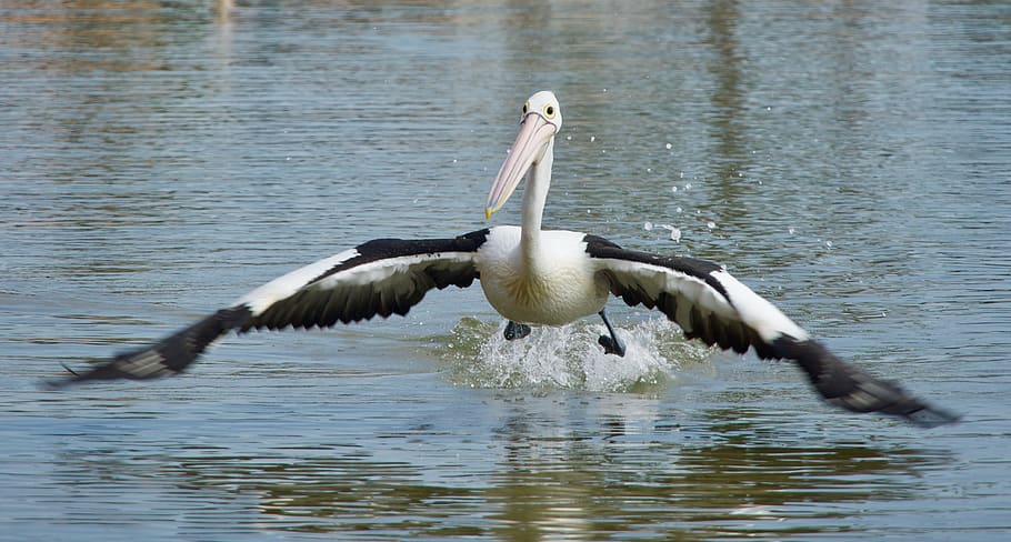 pelican, flying, water, flight, bird, nature, animal wildlife HD wallpaper