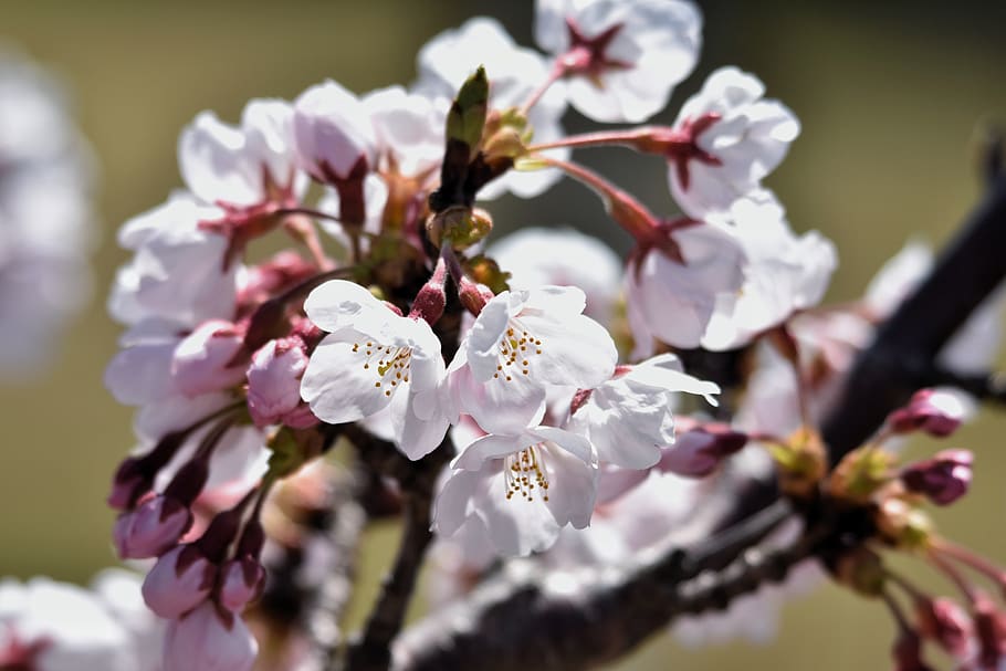 natural, landscape, plant, cherry tree, flowers, cherry blossoms HD wallpaper