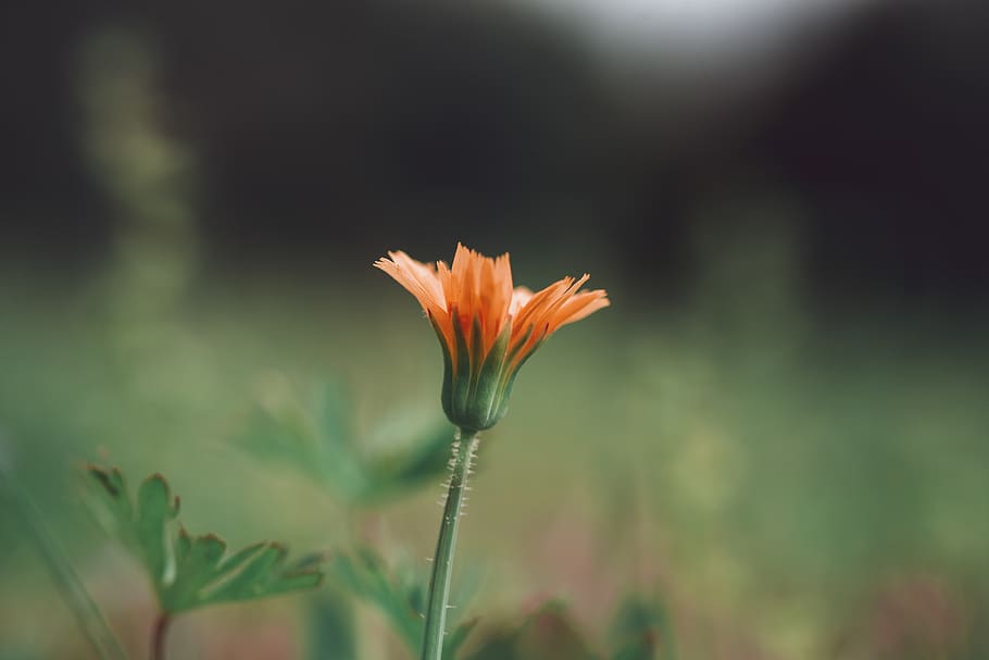 orange flower about to bloom, plant, vulnerability, fragility HD wallpaper