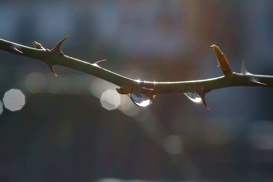 nature, leaf, dewdrop, raindrop, of course, reflection, drop of water HD wallpaper