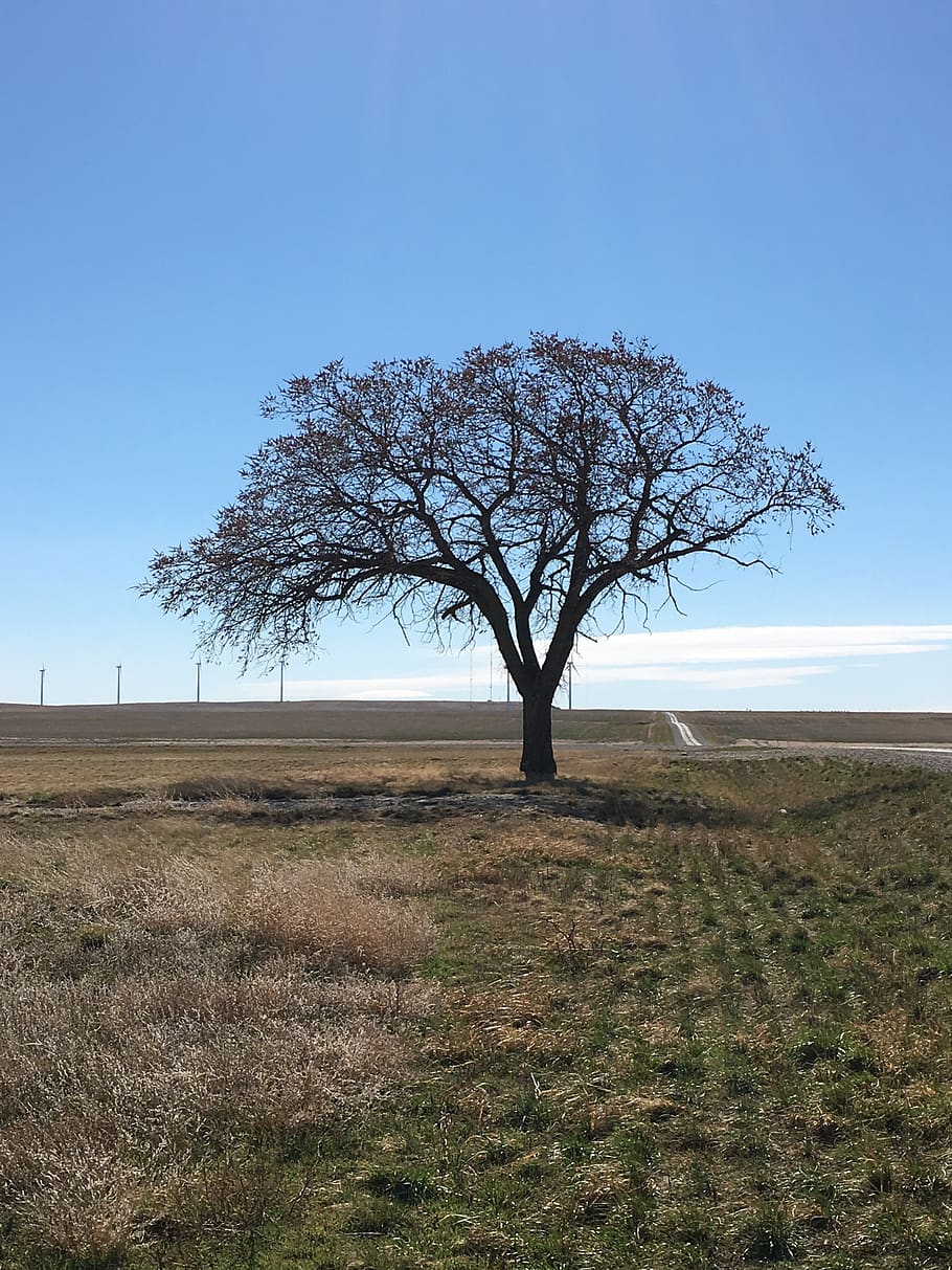 landscape, trees, plant, sky, environment, tranquility, field HD wallpaper