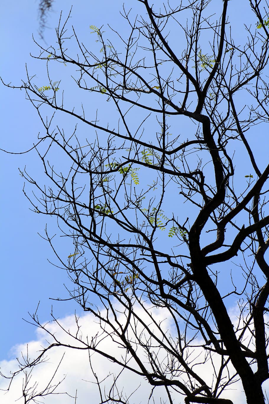black, blue, sky, nature, trees, branch, low angle view, plant HD wallpaper