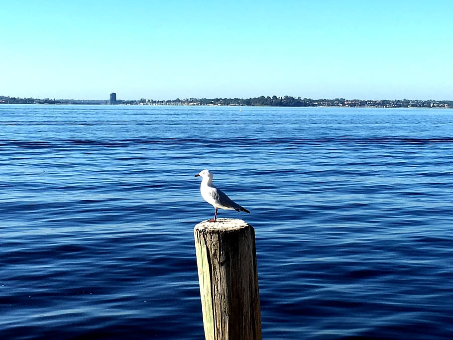 australia, perth, water, summer, horizon, bird, ocean, seagull HD wallpaper