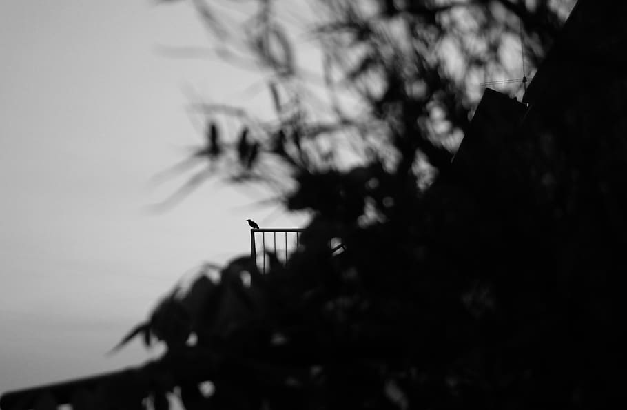 bird, nature, leaf, leaves, plant, summer, silhouette, tree HD wallpaper