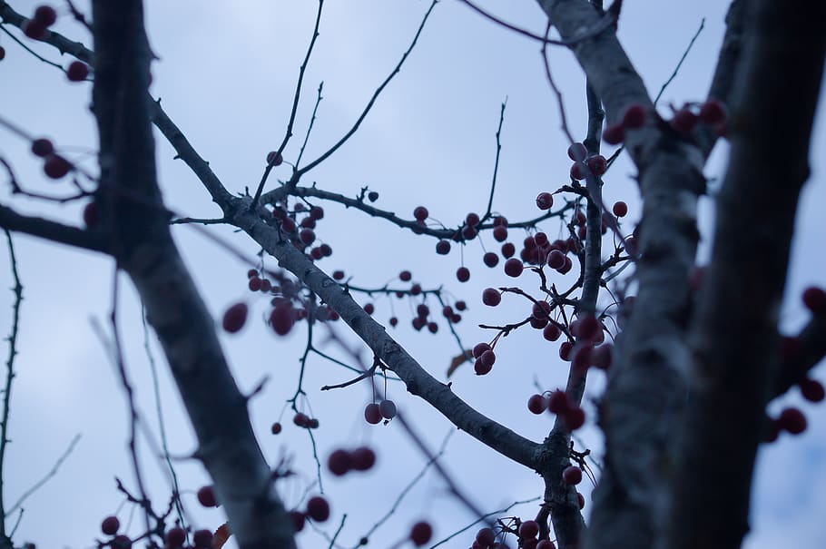 blue, berry, tree, berries, branch, branches, thin, cluster HD wallpaper