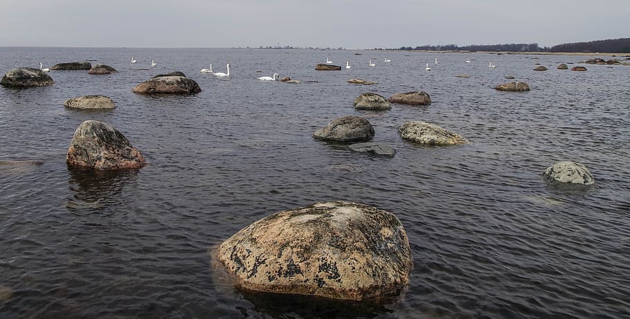 Flock of White Swans on Body of Water, beach, birds, dawn, daylight HD wallpaper