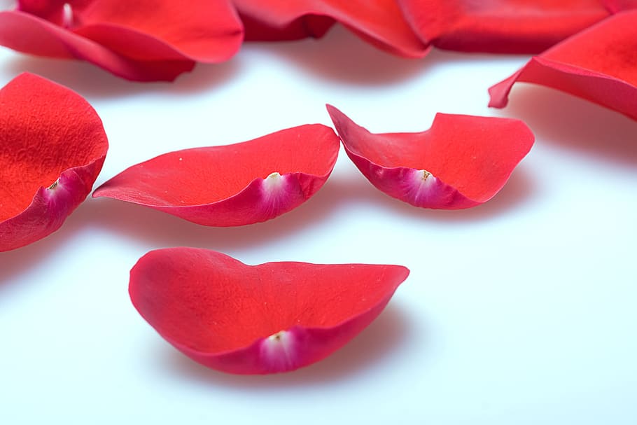 con2011, rose, petals, red, love, emotion, close-up, valentine's day - holiday HD wallpaper