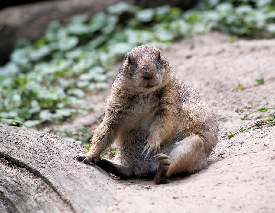 brown squirrel near plants, animal wildlife, mammal, animals in the wild HD wallpaper