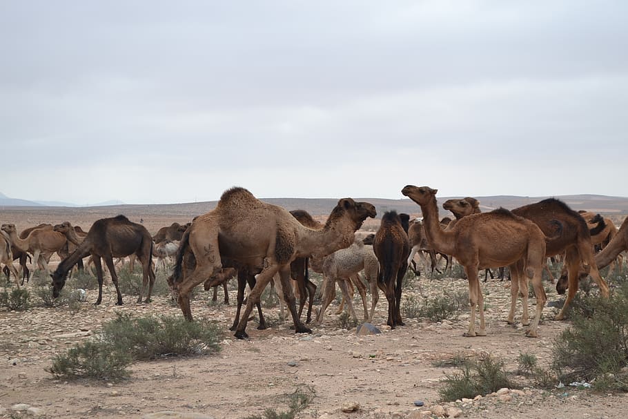 HD wallpaper: camels, herd, desert, kicker, nature, herbivore, group of  animals | Wallpaper Flare