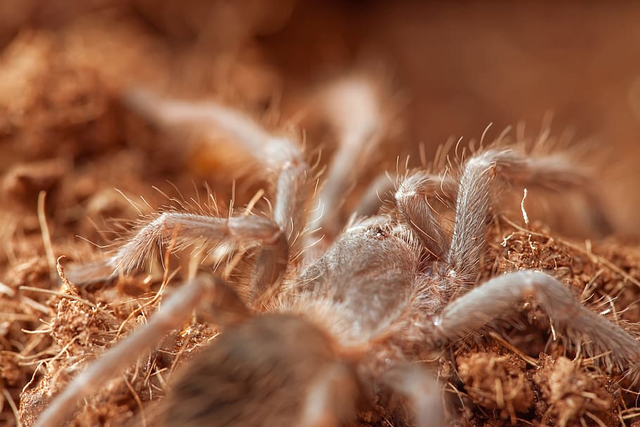 spider, macro, insect, selective focus, close-up, no people HD wallpaper
