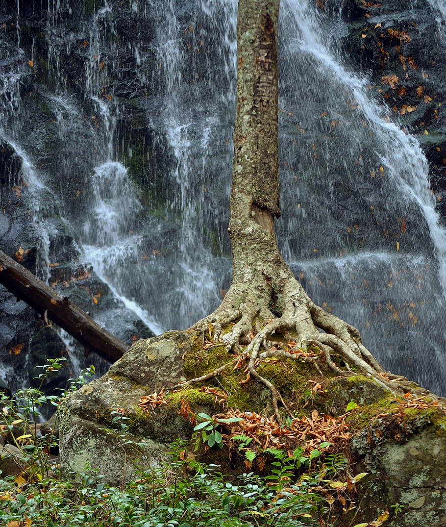 Tree with background waterfall at mountains, mountain scenery HD wallpaper