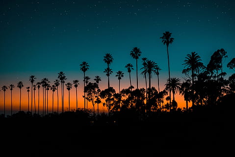 silhouette of trees, sky, sunset, sunrise, outdoors, palm, landscape HD wallpaper