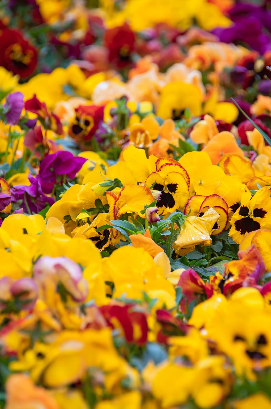color, fresh, spring, flowers, nature, healthy, green, petal HD wallpaper