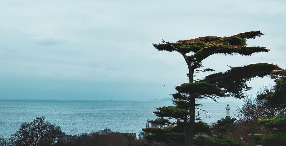 turkey, istanbul, tree, sea, sky, landscape, water, plant, horizon over water HD wallpaper
