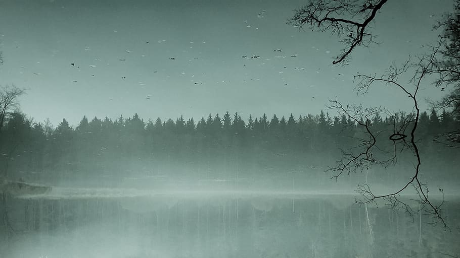 trees, branch, lake, fog, forest, water, mindblown, scary, mystic HD wallpaper