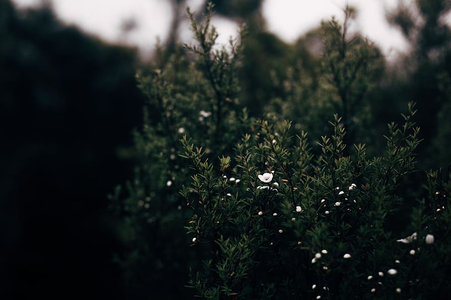 green-leafed plant, bush, vegetation, tree, conifer, flower, blossom HD wallpaper