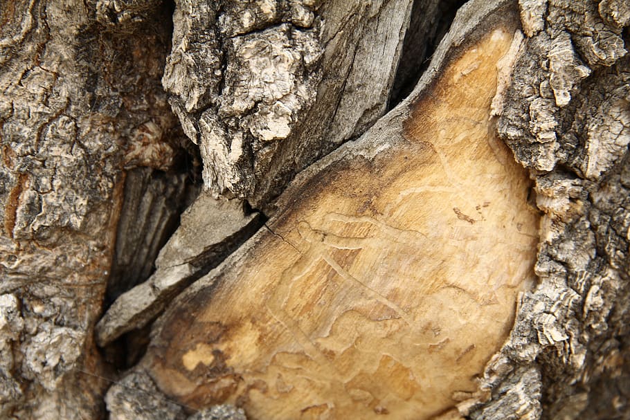 texture, wood, tree, detail, tree trunk, textured, close-up HD wallpaper