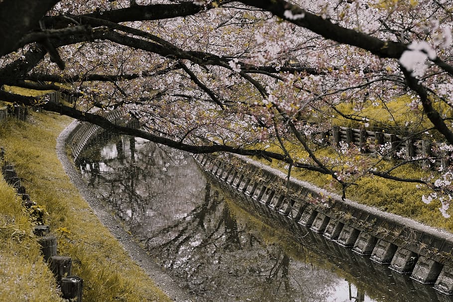 Pink Sakura Tree, branch, environment, flora, flowers, park, river HD wallpaper