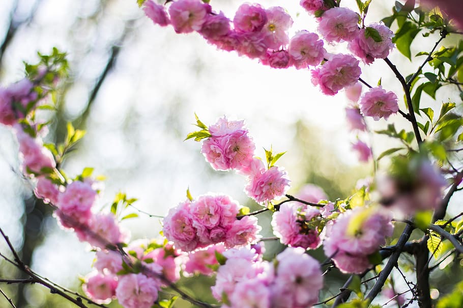 pink, blossoms, bloom, flower, tree, branch, nature, plant HD wallpaper