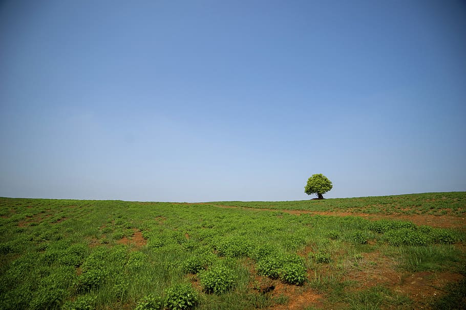 tree on a green field, plant, sky, landscape, environment, beauty in nature HD wallpaper