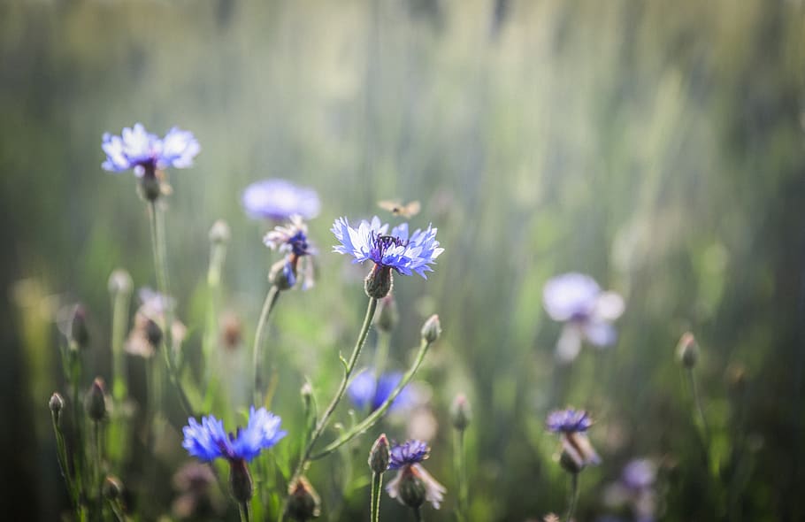 cornflower, blue, meadow, nature, bloom, bright, wildflower, HD wallpaper