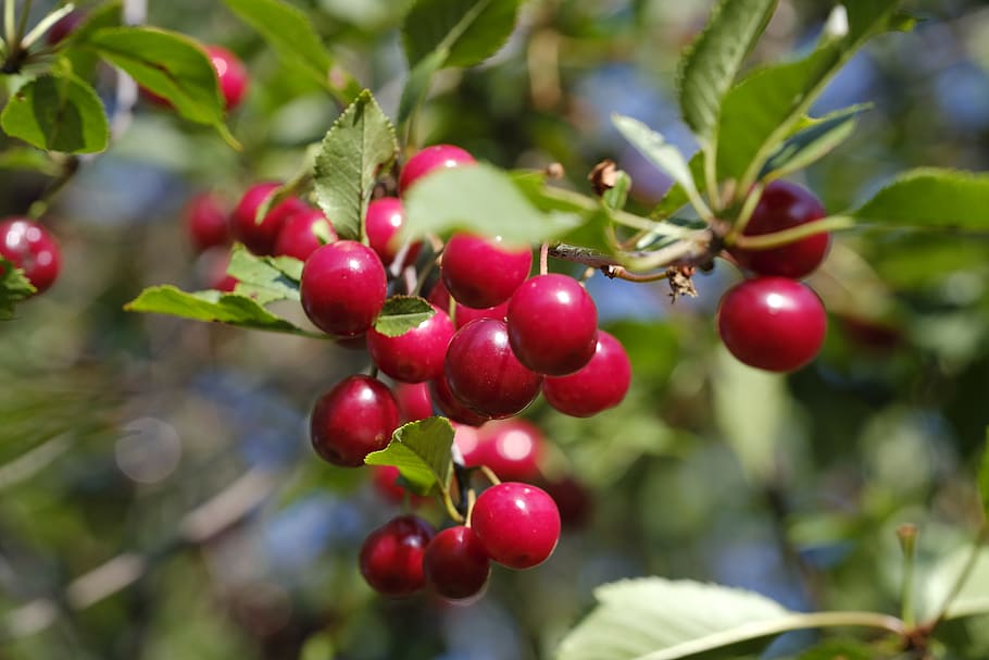 cherry, bird cherry, sweet cherry, fruit, stone fruit, pome fruit HD wallpaper