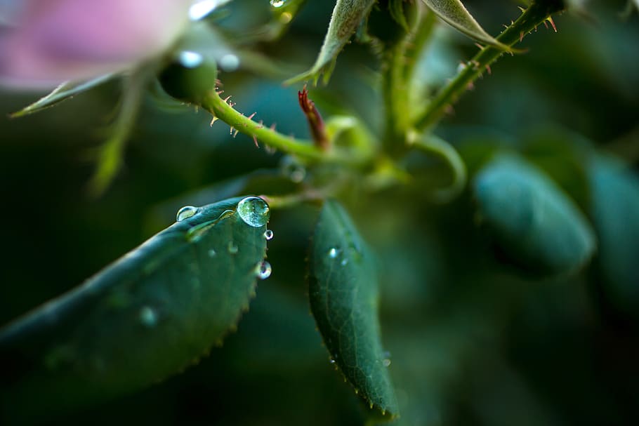 plant, growth, green color, drop, close-up, water, beauty in nature HD wallpaper