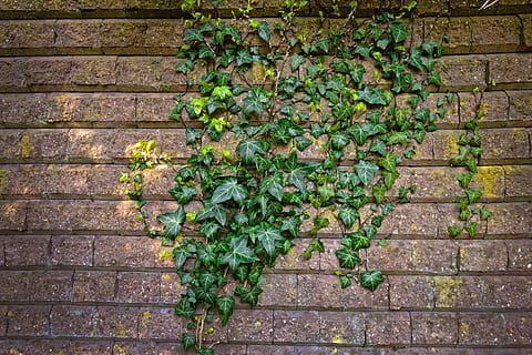 brick wall, ivy, climber, creeper, vine, ivy grown wall, wall texture HD wallpaper