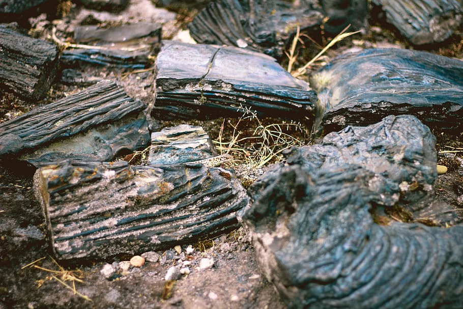 poland, treblinka, rocks, lizard, ground, day, close-up, nature HD wallpaper