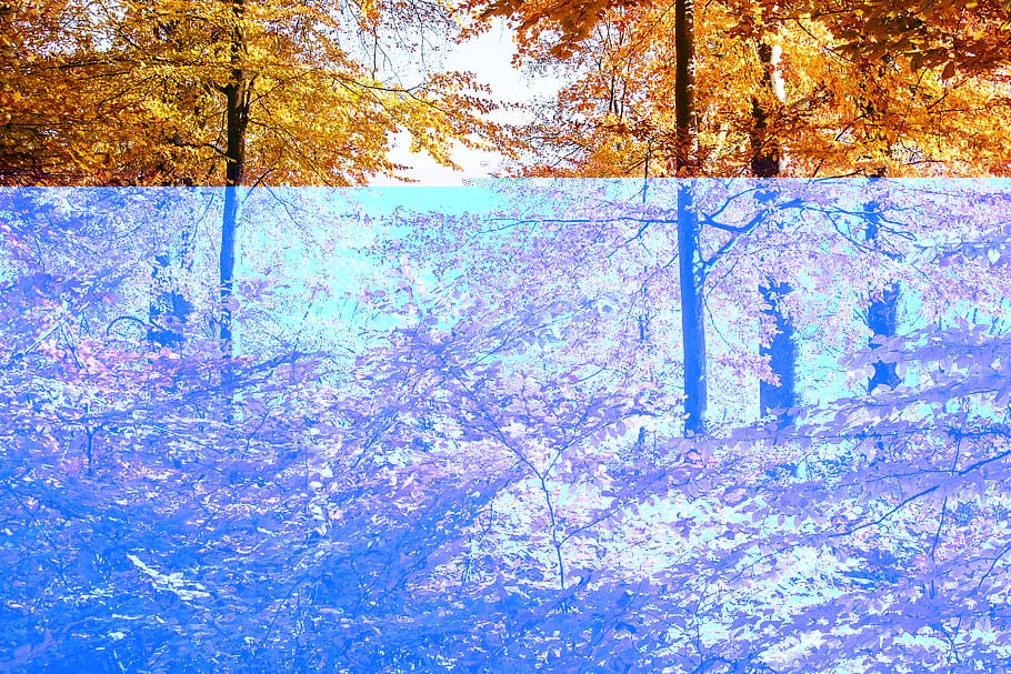 autumn, autumn forest, deciduous forest, deciduous trees, leaves HD wallpaper