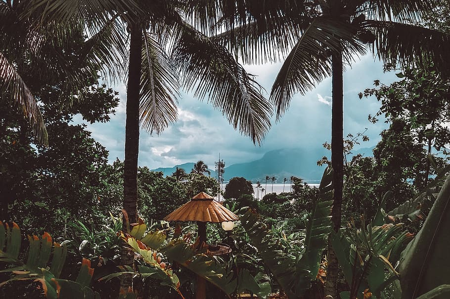 Gazebo Surrounded by Trees and Plants, blue sky, clouds, coconut trees HD wallpaper