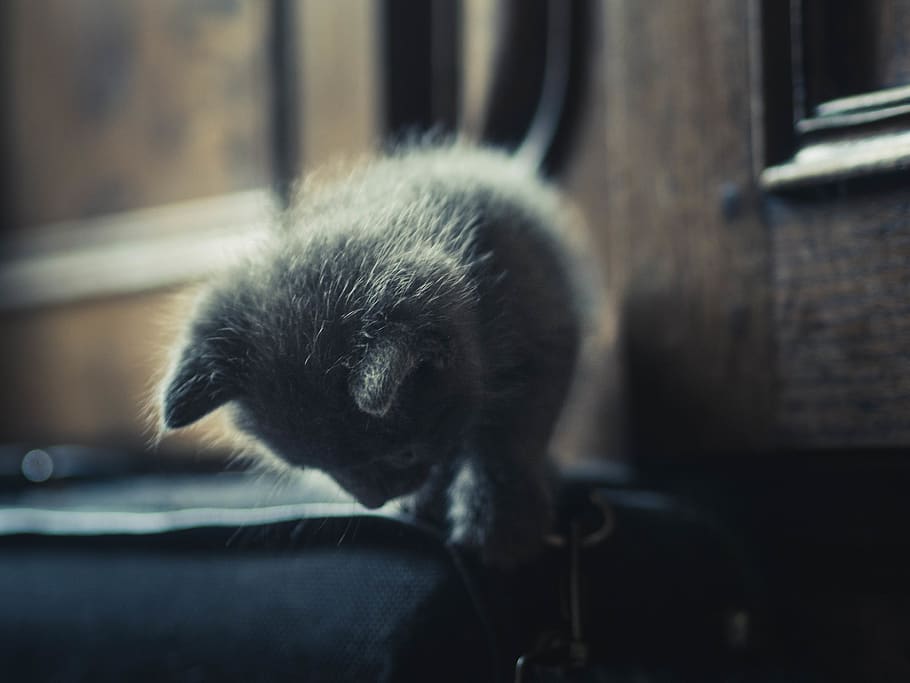 cat, animal, jump, macro, macrophotography, 50mm, 45mm, 1.8 HD wallpaper