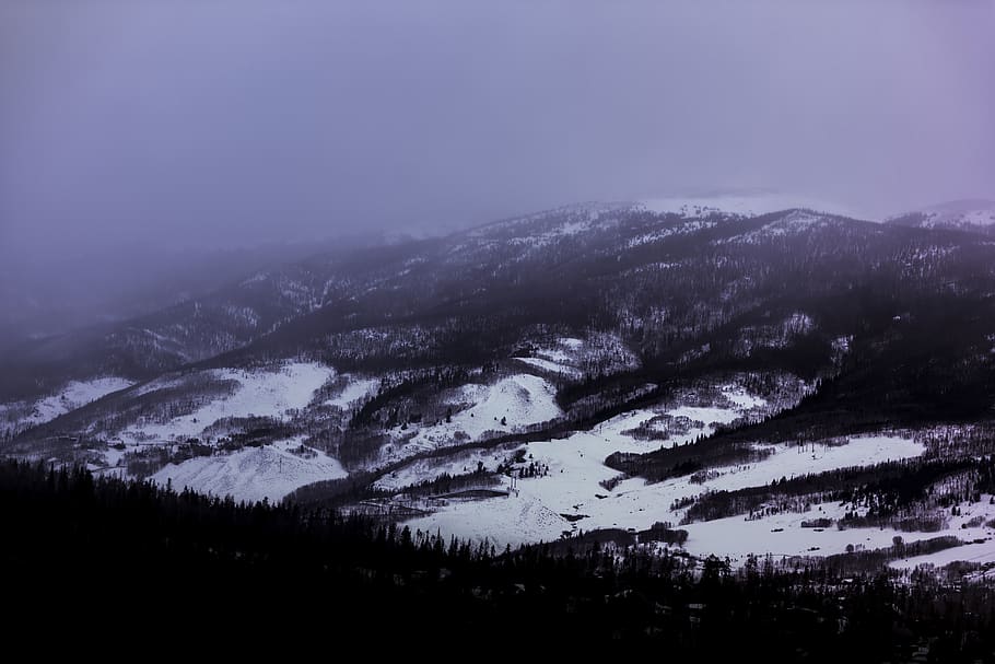 snow, winter, white, cold, weather, ice, trees, plants, nature HD wallpaper