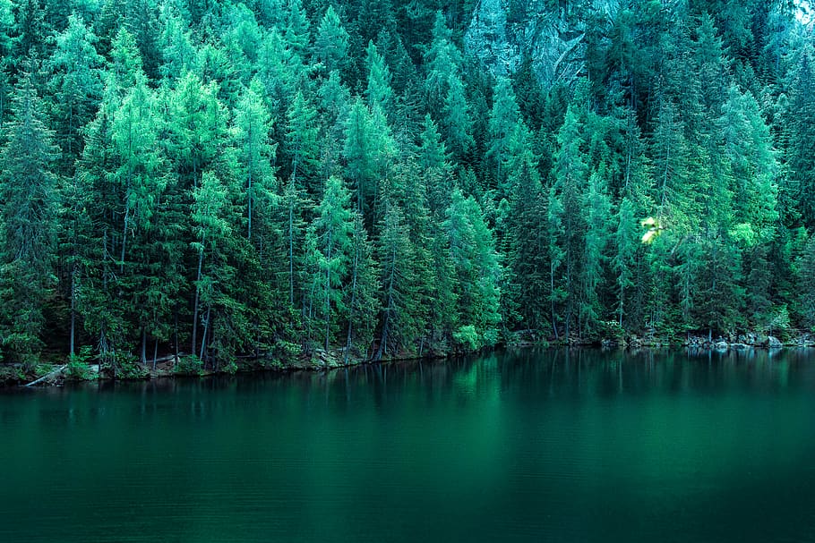body of water surround by pine trees, forest, nature, austria