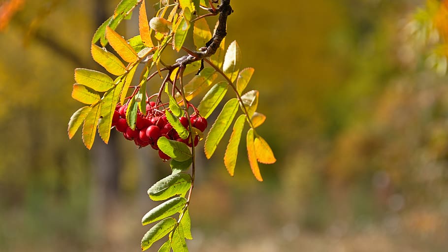 red fruits, focus on foreground, plant, food and drink, growth HD wallpaper