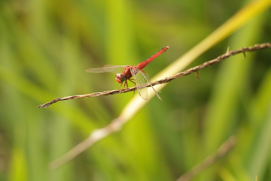 dragonfly, insect, small, wildlife, animals, save, nature, forest HD wallpaper