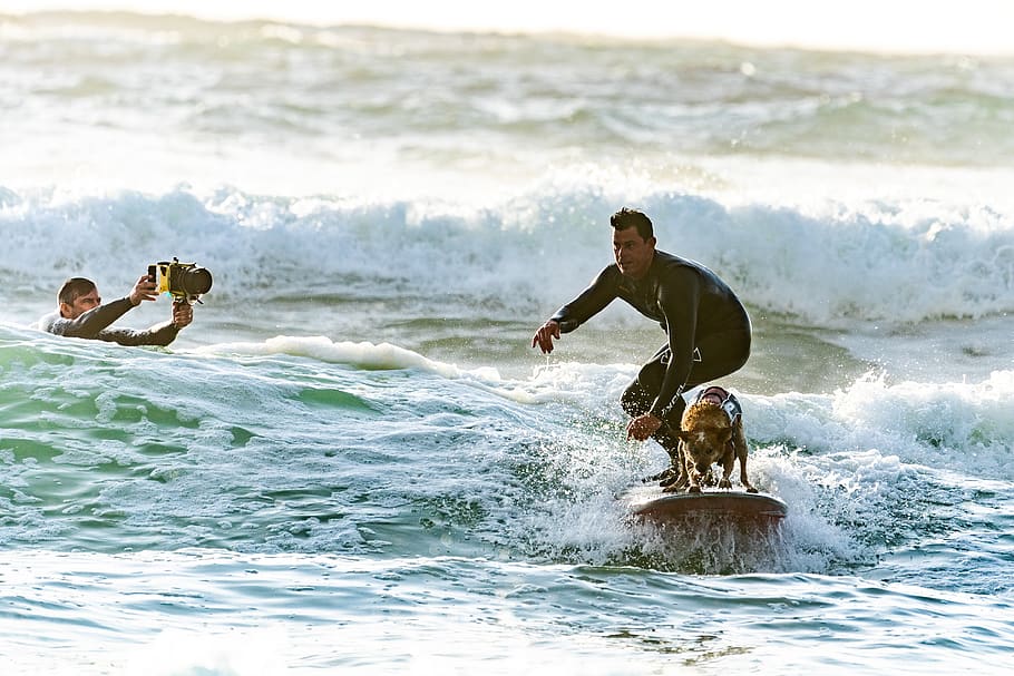 Surfer Surfing with his Surfer Dog, action, athlete, beach, fun HD wallpaper