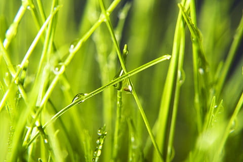 background, grass, wet, green, close, up, rain, spring, eco HD wallpaper