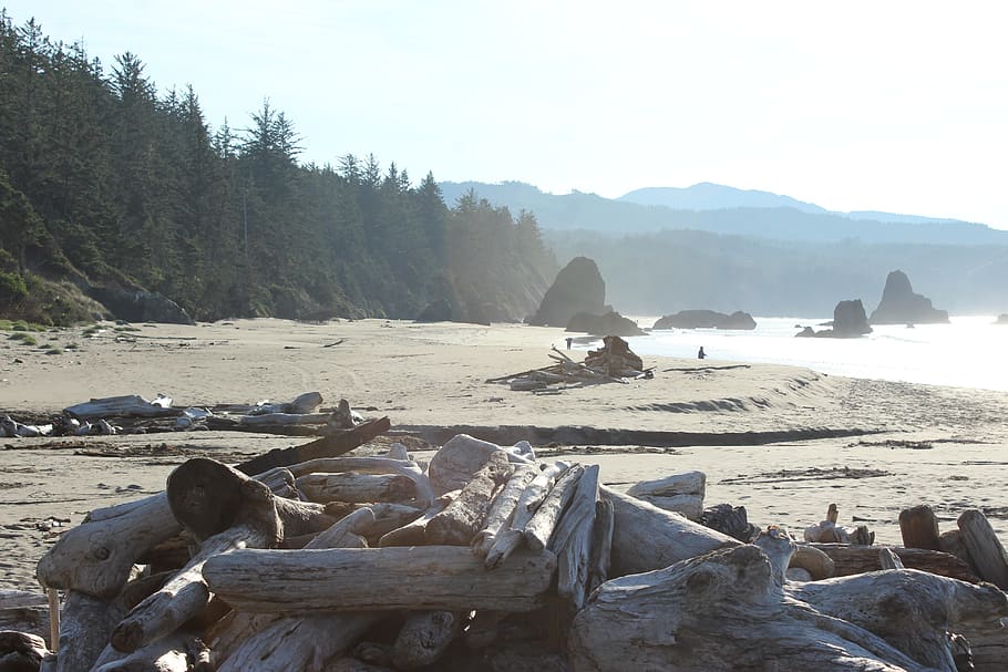 land, beach, nature, water, tree, day, tranquility, rock, mountain HD wallpaper