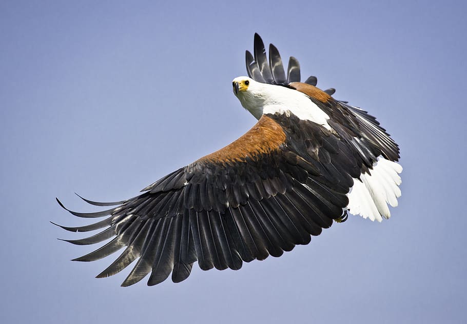 Flying Eagle, animal, bird of prey, feathers, flight, wildlife, HD wallpaper