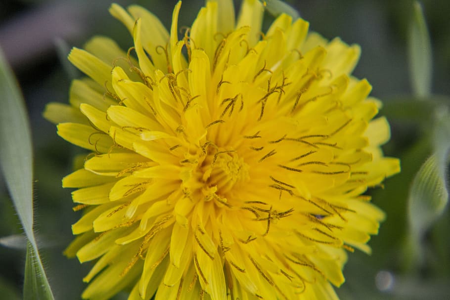 dandelion, flower, yellow, macro, grass, flowering plant, fragility HD wallpaper