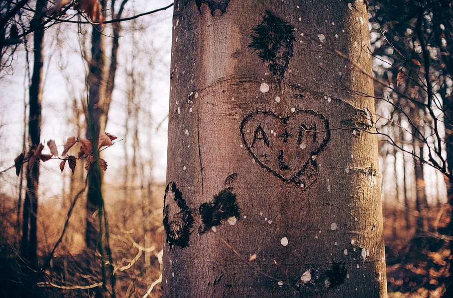 heart, love, tree, embark, woods, forest, couple, trees, text HD wallpaper