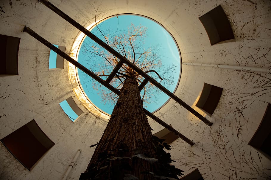 low-angle photography of tree inside tower, germany, berlin, window, HD wallpaper