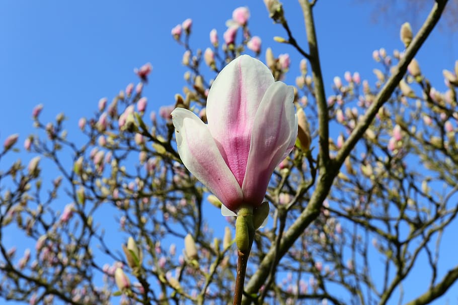 magnolia, bud, spring, nature, pink, plant, tree, branch, close up HD wallpaper