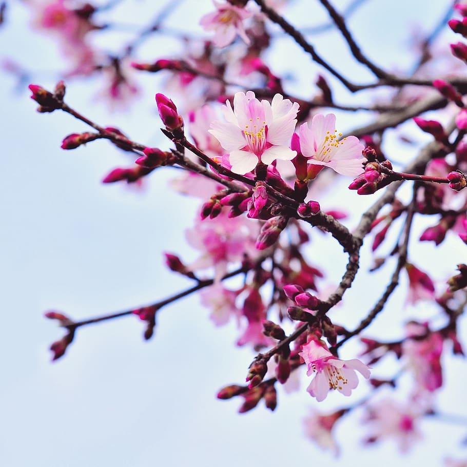 cherry, flower, branch, tree, nature, garden, season, blooming HD wallpaper