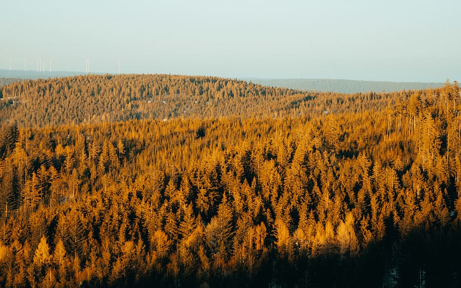 forest photo during daytime, beauty in nature, plant, scenics - nature HD wallpaper