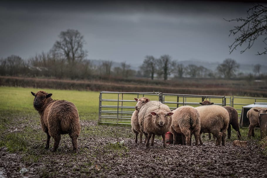 Herd of Brown and Beige Sheep on Field Under Gray Sky, animal, HD wallpaper